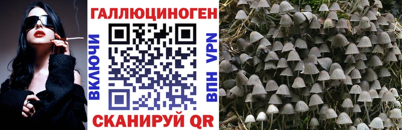 купить наркотики цена  Ессентукская  Псилоцибиновые грибы Psilocybe 